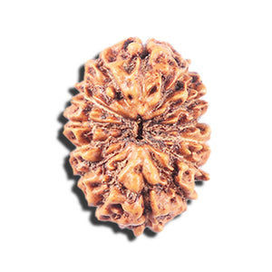 14 mukhi Indonesian Rudraksha -  Bead No. 336