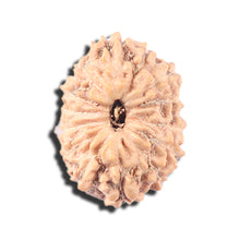 Load image into Gallery viewer, 14 mukhi Indonesian Rudraksha -  Bead No. 337
