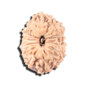 14 mukhi Indonesian Rudraksha -  Bead No. 337