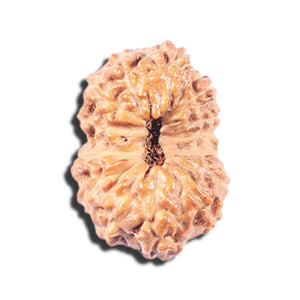 14 mukhi Indonesian Rudraksha -  Bead No. 338