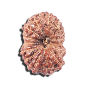 14 mukhi Indonesian Rudraksha -  Bead No. 339