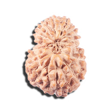 Load image into Gallery viewer, 14 mukhi Indonesian Rudraksha -  Bead No. 340
