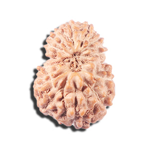 14 mukhi Indonesian Rudraksha -  Bead No. 340