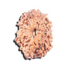 Load image into Gallery viewer, 14 mukhi Indonesian Rudraksha -  Bead No. 341
