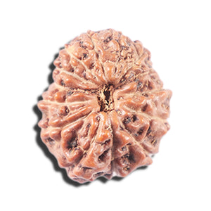 14 mukhi Indonesian Rudraksha -  Bead No. 343