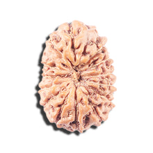 Load image into Gallery viewer, 14 mukhi Indonesian Rudraksha -  Bead No. 344
