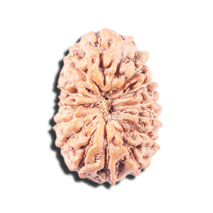 14 mukhi Indonesian Rudraksha -  Bead No. 344