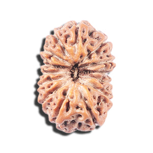 14 mukhi Indonesian Rudraksha -  Bead No. 342