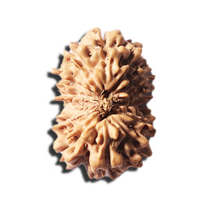 14 mukhi Indonesian Rudraksha -  Bead No. 348