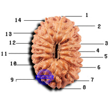 Load image into Gallery viewer, 14 mukhi Indonesian Rudraksha -  Bead No. 319
