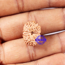 Load image into Gallery viewer, 14 mukhi Indonesian Rudraksha -  Bead No. 328
