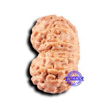 Load image into Gallery viewer, 14 mukhi Indonesian Rudraksha -  Bead No. 328
