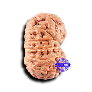 14 mukhi Indonesian Rudraksha -  Bead No. 328