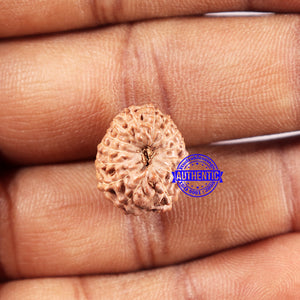 14 mukhi Indonesian Rudraksha -  Bead No. 329