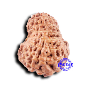 14 mukhi Indonesian Rudraksha -  Bead No. 329