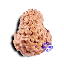 Load image into Gallery viewer, 14 mukhi Indonesian Rudraksha -  Bead No. 329
