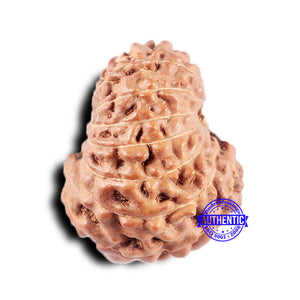 14 mukhi Indonesian Rudraksha -  Bead No. 329