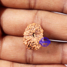 Load image into Gallery viewer, 14 mukhi Indonesian Rudraksha -  Bead No. 330
