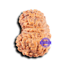 Load image into Gallery viewer, 14 mukhi Indonesian Rudraksha -  Bead No. 330
