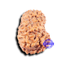 Load image into Gallery viewer, 14 mukhi Indonesian Rudraksha -  Bead No. 330
