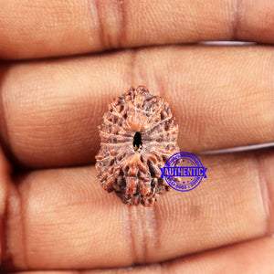 14 mukhi Indonesian Rudraksha -  Bead No. 331