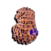 Load image into Gallery viewer, 14 mukhi Indonesian Rudraksha -  Bead No. 331
