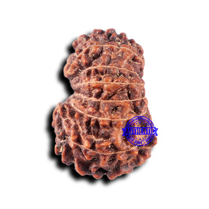 14 mukhi Indonesian Rudraksha -  Bead No. 331