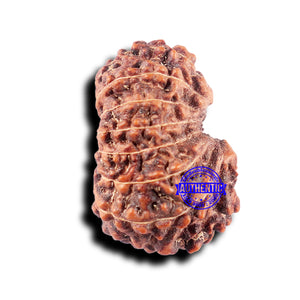 14 mukhi Indonesian Rudraksha -  Bead No. 331