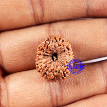 Load image into Gallery viewer, 14 mukhi Indonesian Rudraksha -  Bead No. 332
