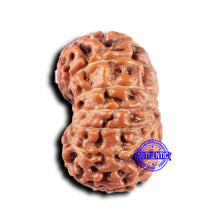 Load image into Gallery viewer, 14 mukhi Indonesian Rudraksha -  Bead No. 332
