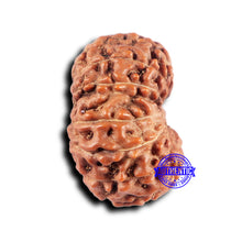 Load image into Gallery viewer, 14 mukhi Indonesian Rudraksha -  Bead No. 332
