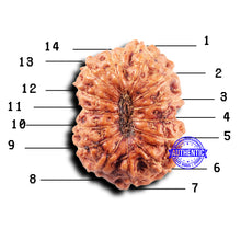 Load image into Gallery viewer, 14 mukhi Indonesian Rudraksha -  Bead No. 303
