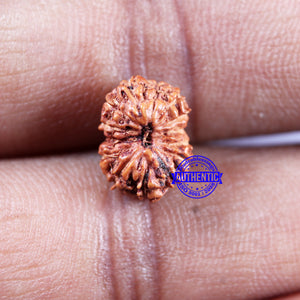 14 mukhi Indonesian Rudraksha -  Bead No. 303