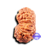 Load image into Gallery viewer, 14 mukhi Indonesian Rudraksha -  Bead No. 303
