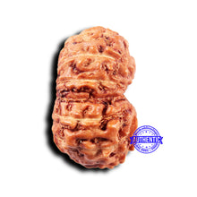 Load image into Gallery viewer, 14 mukhi Indonesian Rudraksha -  Bead No. 303
