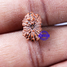 Load image into Gallery viewer, 14 mukhi Indonesian Rudraksha -  Bead No. 306
