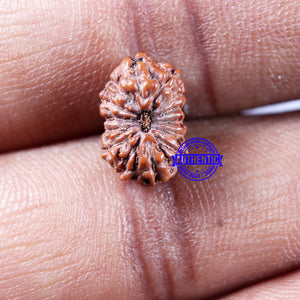 14 mukhi Indonesian Rudraksha -  Bead No. 306