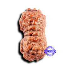 Load image into Gallery viewer, 14 mukhi Indonesian Rudraksha -  Bead No. 306
