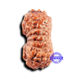 14 mukhi Indonesian Rudraksha -  Bead No. 306