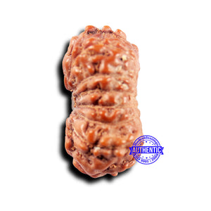 14 mukhi Indonesian Rudraksha -  Bead No. 306