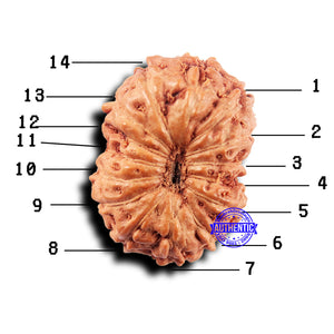 14 mukhi Indonesian Rudraksha -  Bead No. 307