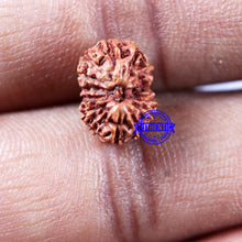 Load image into Gallery viewer, 14 mukhi Indonesian Rudraksha -  Bead No. 307
