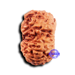 14 mukhi Indonesian Rudraksha -  Bead No. 307