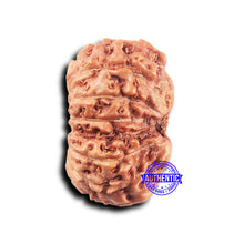 Load image into Gallery viewer, 14 mukhi Indonesian Rudraksha -  Bead No. 307
