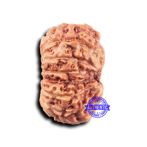 14 mukhi Indonesian Rudraksha -  Bead No. 307