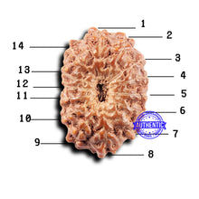 Load image into Gallery viewer, 14 mukhi Indonesian Rudraksha -  Bead No. 308
