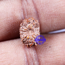 Load image into Gallery viewer, 14 mukhi Indonesian Rudraksha -  Bead No. 308
