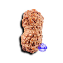 Load image into Gallery viewer, 14 mukhi Indonesian Rudraksha -  Bead No. 308
