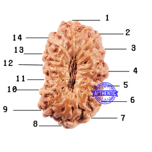 14 mukhi Indonesian Rudraksha -  Bead No. 309