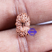 Load image into Gallery viewer, 14 mukhi Indonesian Rudraksha -  Bead No. 309
